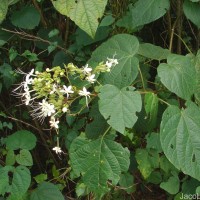 Clerodendrum infortunatum L.